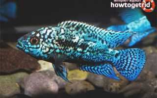 Блю демпси — уход и содержание в аквариуме