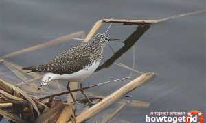 Черныш — описание, среда обитания, интересные факты