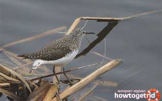 Черныш — описание, среда обитания, интересные факты