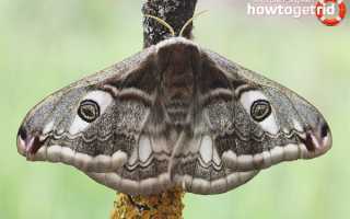 Бабочка павлиноглазка — описание, среда обитания, виды