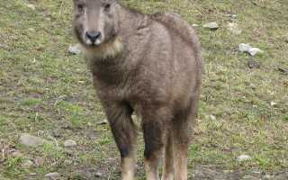 Амурский горал — описание, среда обитания, образ жизни