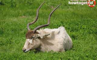 Аддакс — описание, среда обитания, образ жизни