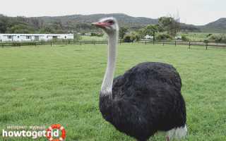 Африканский страус — описание, среда обитания, интересные факты