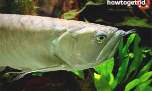 Аравана — уход и содержание в аквариуме