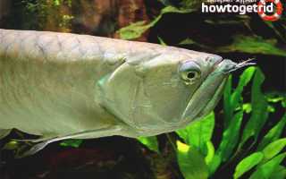 Аравана — уход и содержание в аквариуме