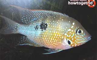 Цихлазома элиота — уход и содержание в аквариуме