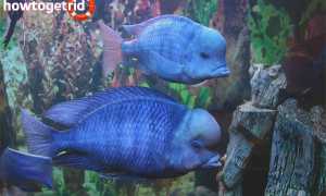 Аквариумная рыбка голубой дельфин — уход и содержание