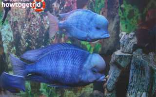 Аквариумная рыбка голубой дельфин — уход и содержание