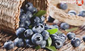 Черника — полезные свойства и противопоказания