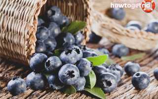 Черника — полезные свойства и противопоказания