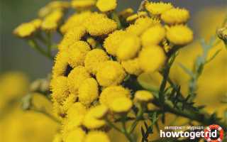 Бессмертник — лечебные свойства и противопоказания