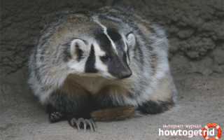 Американский барсук — описание, среда обитания, образ жизни