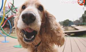 Английский кокер-спаниель — описание породы и характер собаки