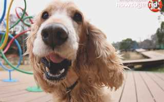 Английский кокер-спаниель — описание породы и характер собаки