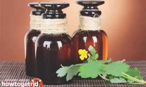 Чистотел — лечебные свойства и противопоказания