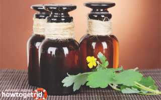 Чистотел — лечебные свойства и противопоказания