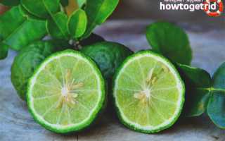 Бергамот — польза и вред для мужчин и женщин