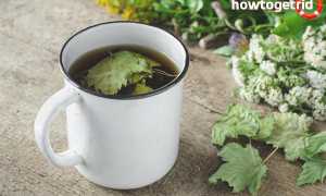 Чай из листьев смородины — польза и вред для здоровья