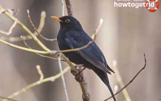 Черный дрозд — описание, среда обитания, интересные факты