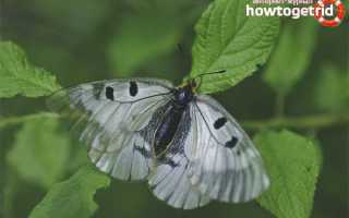 Бабочка мнемозина — описание, среда обитания, виды