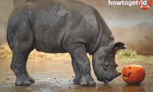 Черный носорог — описание, среда обитания, образ жизни