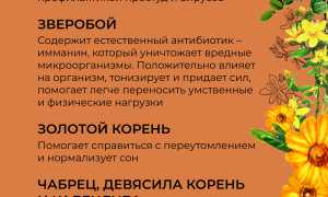 Чай из календулы — польза и вред для женщин и мужчин