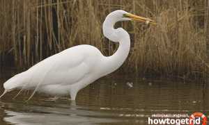 Большая белая цапля — описание, среда обитания