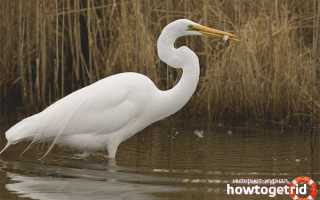 Большая белая цапля — описание, среда обитания