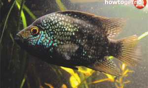Цихлазома бриллиантовая — уход и содержание в аквариуме