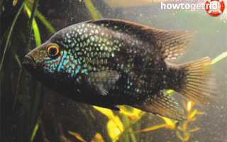 Цихлазома бриллиантовая — уход и содержание в аквариуме