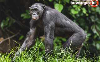 Бонобо — описание, среда обитания, образ жизни