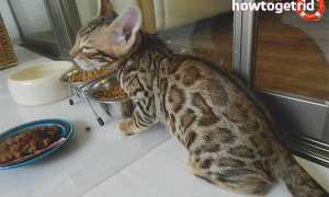 Чем кормить бенгальскую кошку?