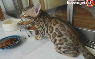 Чем кормить бенгальскую кошку?