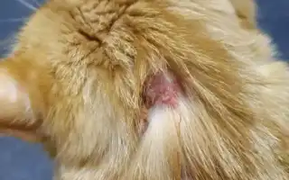 Аллергия на корм у кошек — симптомы и лечение