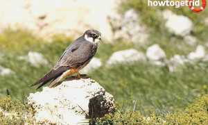 Чеглок — описание, среда обитания, интересные факты