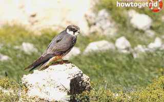 Чеглок — описание, среда обитания, интересные факты