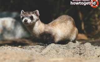 Американский хорек — описание, среда обитания, образ жизни