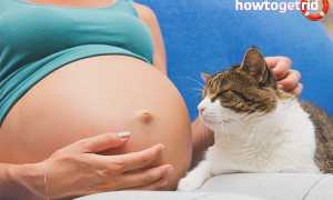 Чем опасны кошки для беременных?
