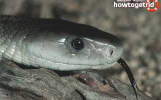 Чёрная мамба — описание, где обитает, особенности