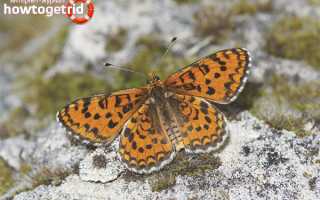 Бабочка шашечница — описание, среда обитания, виды