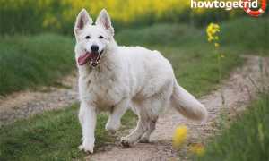 Белая швейцарская овчарка — описание породы и характера