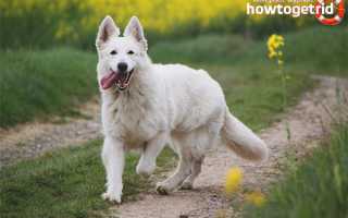 Белая швейцарская овчарка — описание породы и характера