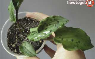 Дримиопсис пятнистый — уход в домашних условиях