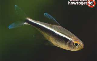 Черный неон — уход и содержание в аквариуме