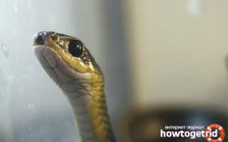 Большеглазый полоз — описание, где обитает, особенности