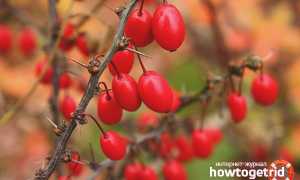 Барбарис — польза и вред для здоровья человека