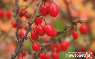 Барбарис — польза и вред для здоровья человека