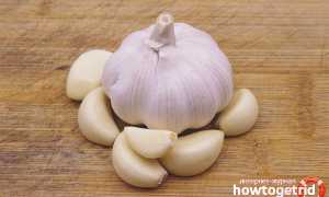 Чеснок во время беременности — польза и вред