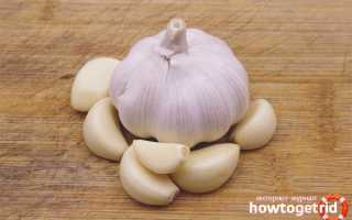 Чеснок во время беременности — польза и вред