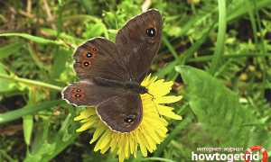 Бабочка бархатница — описание, среда обитания, виды